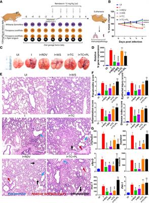 Pharmacological potential of Withania somnifera (L.) Dunal and Tinospora cordifolia (Willd.) Miers on the experimental models of COVID-19, T cell differentiation, and neutrophil functions
